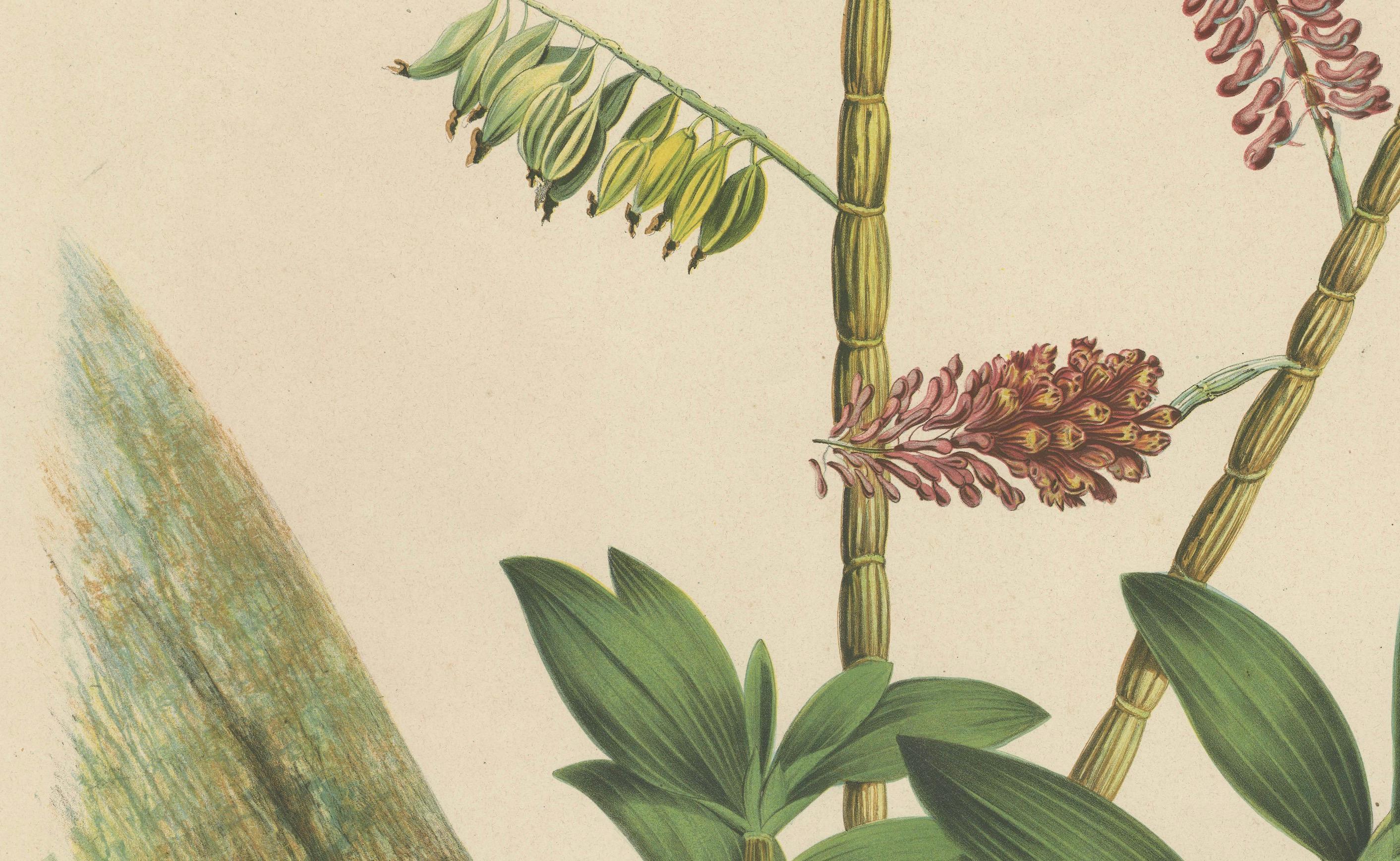 Milieu du XIXe siècle Splendor orchidée : grande héritage chrmolithologique des Indes orientales néerlandaises, 1854  en vente