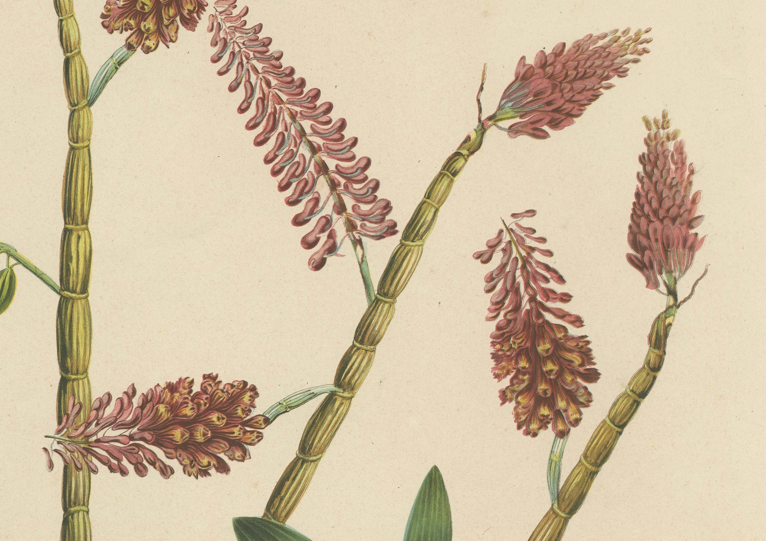 Paper Orchid Splendor: Big Chromolithographic Legacy from the Dutch East Indies, 1854  For Sale
