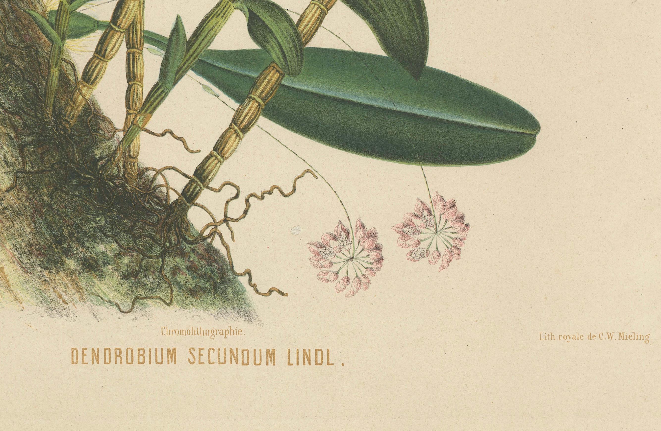 Orchid Splendor: Big Chromolithographic Legacy from the Dutch East Indies, 1854  For Sale 1