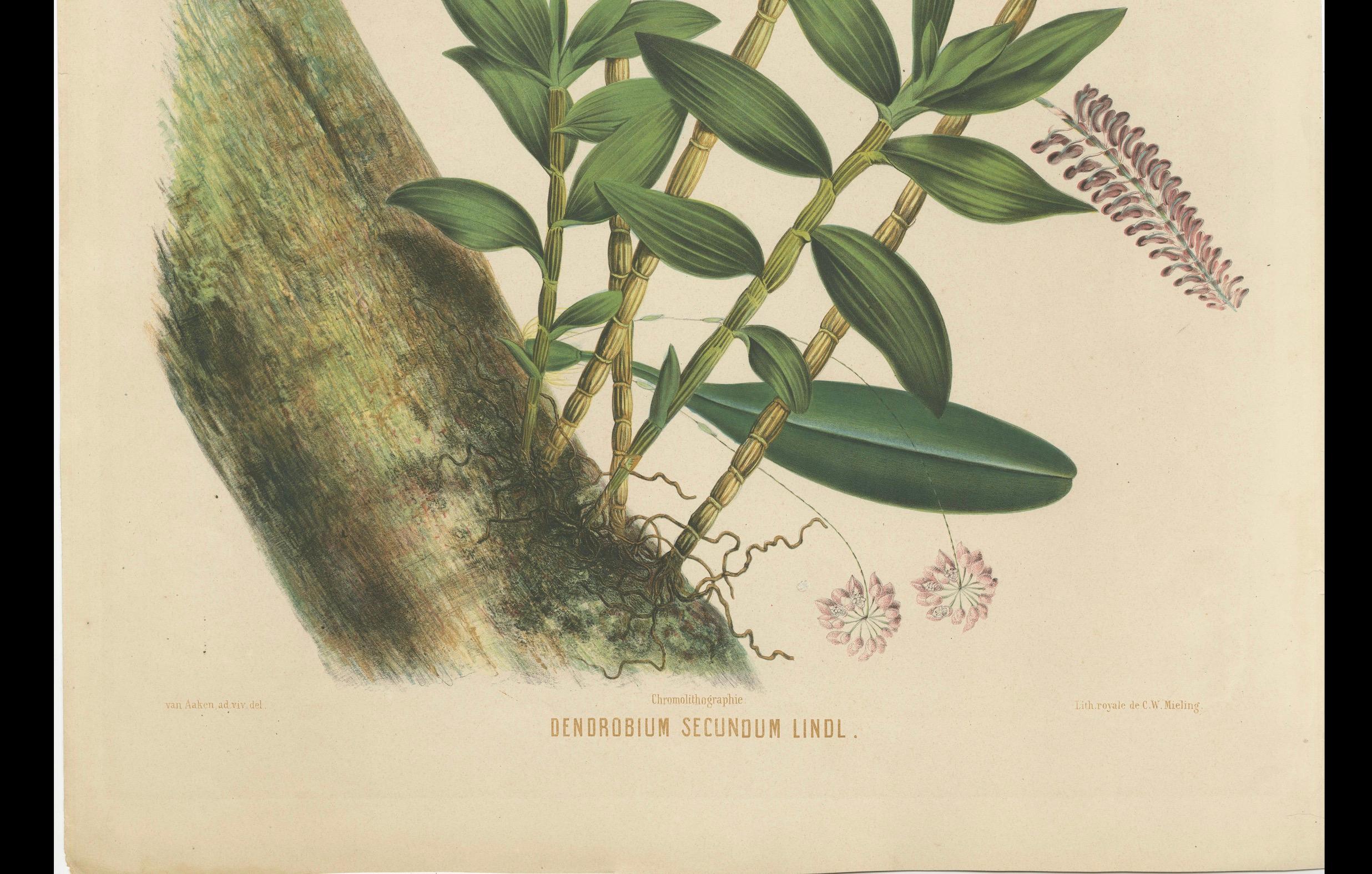 Splendor orchidée : grande héritage chrmolithologique des Indes orientales néerlandaises, 1854  en vente 2