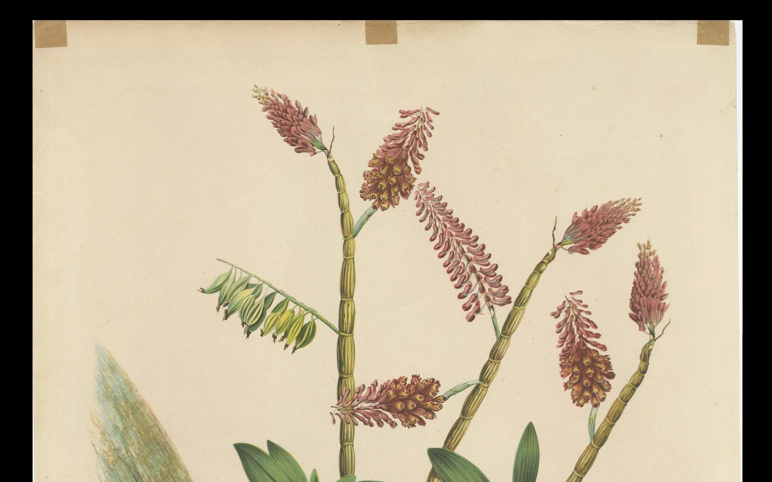 Orchidee Splendor: Big Chromolithographic Legacy from the Dutch East Indies, 1854 im Angebot 3