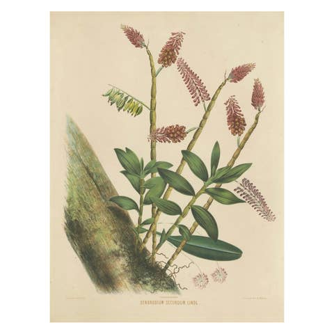 Orchid Splendor: Big Chromolithographic Legacy from the Dutch East Indies, 1854