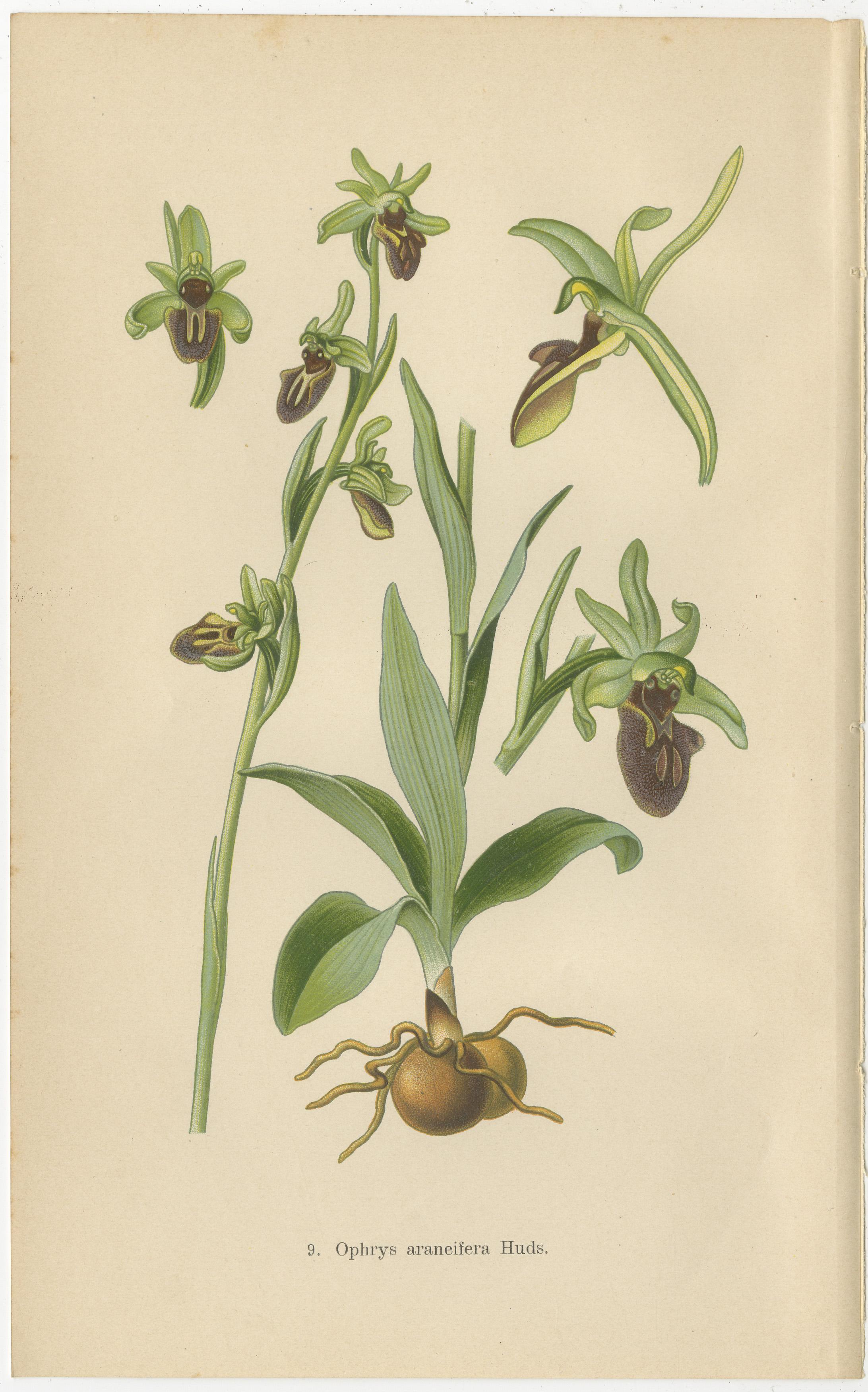 The collage presents a curated selection of Ophrys species, each meticulously illustrated to showcase the distinctive features that characterize these unique orchids. 

The first image, 
