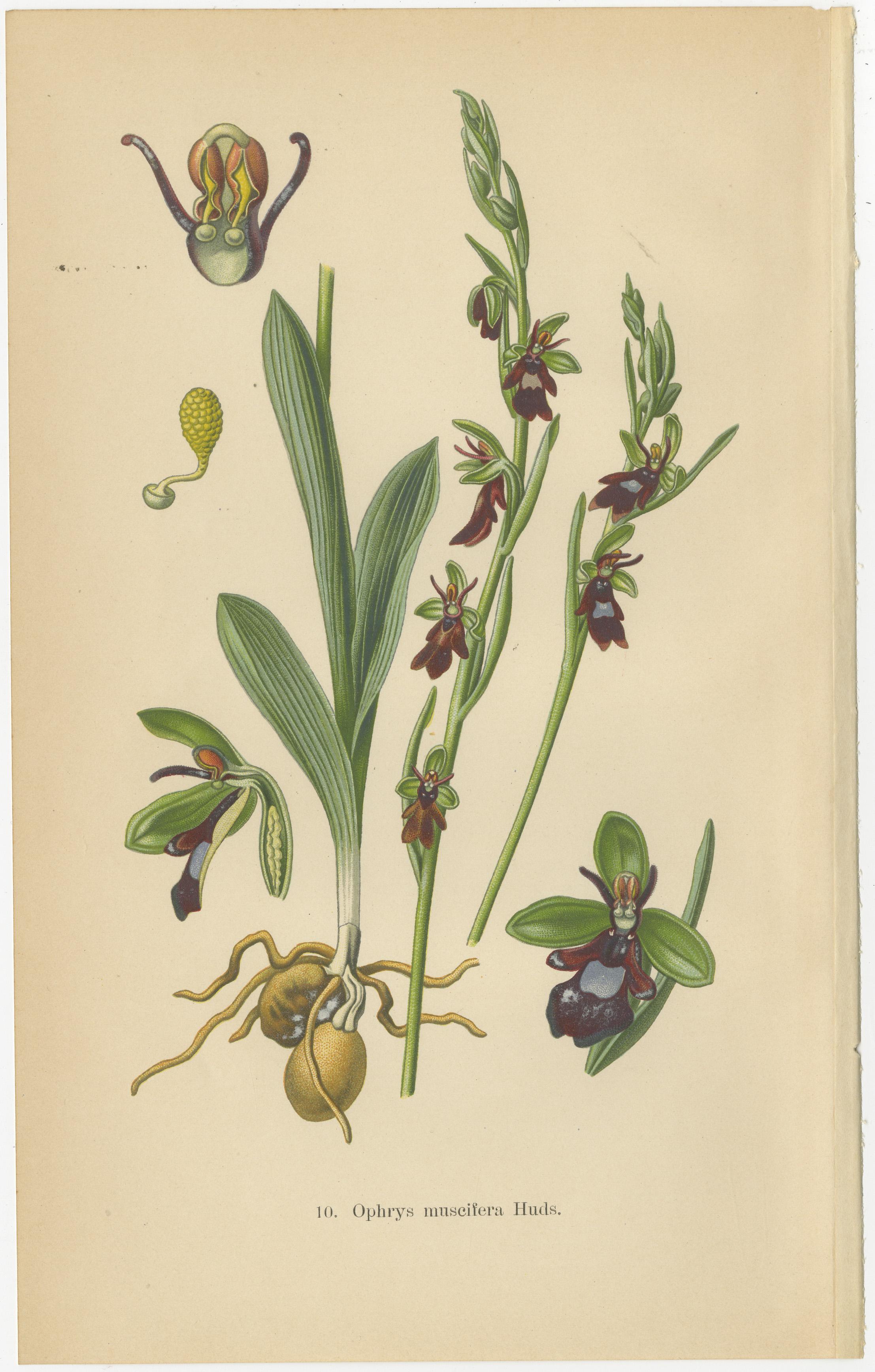Orchid Variations: A Study of Ophrys Species in 1904 Illustrations In Good Condition For Sale In Langweer, NL