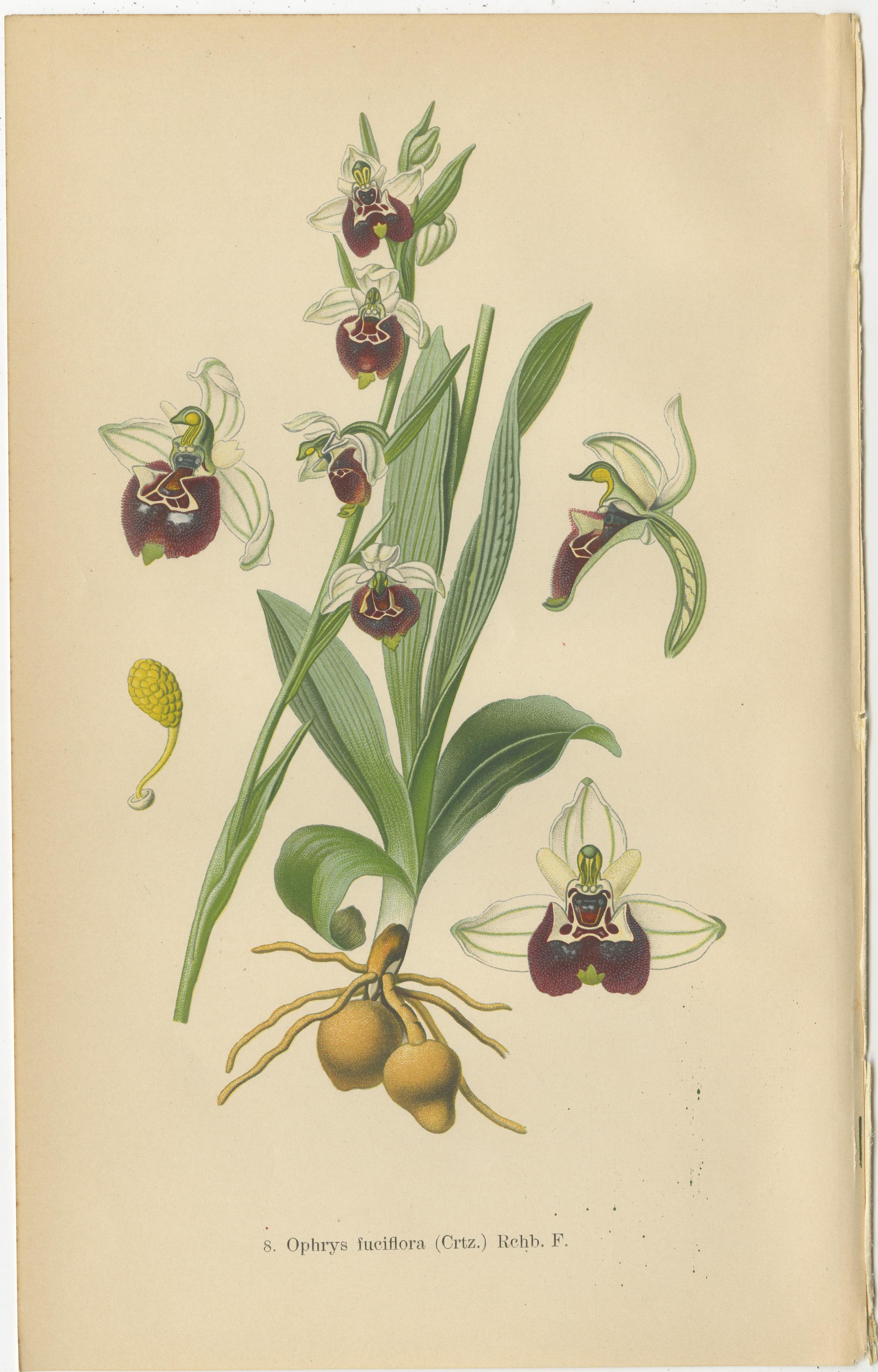 Early 20th Century Orchid Variations: A Study of Ophrys Species in 1904 Illustrations For Sale