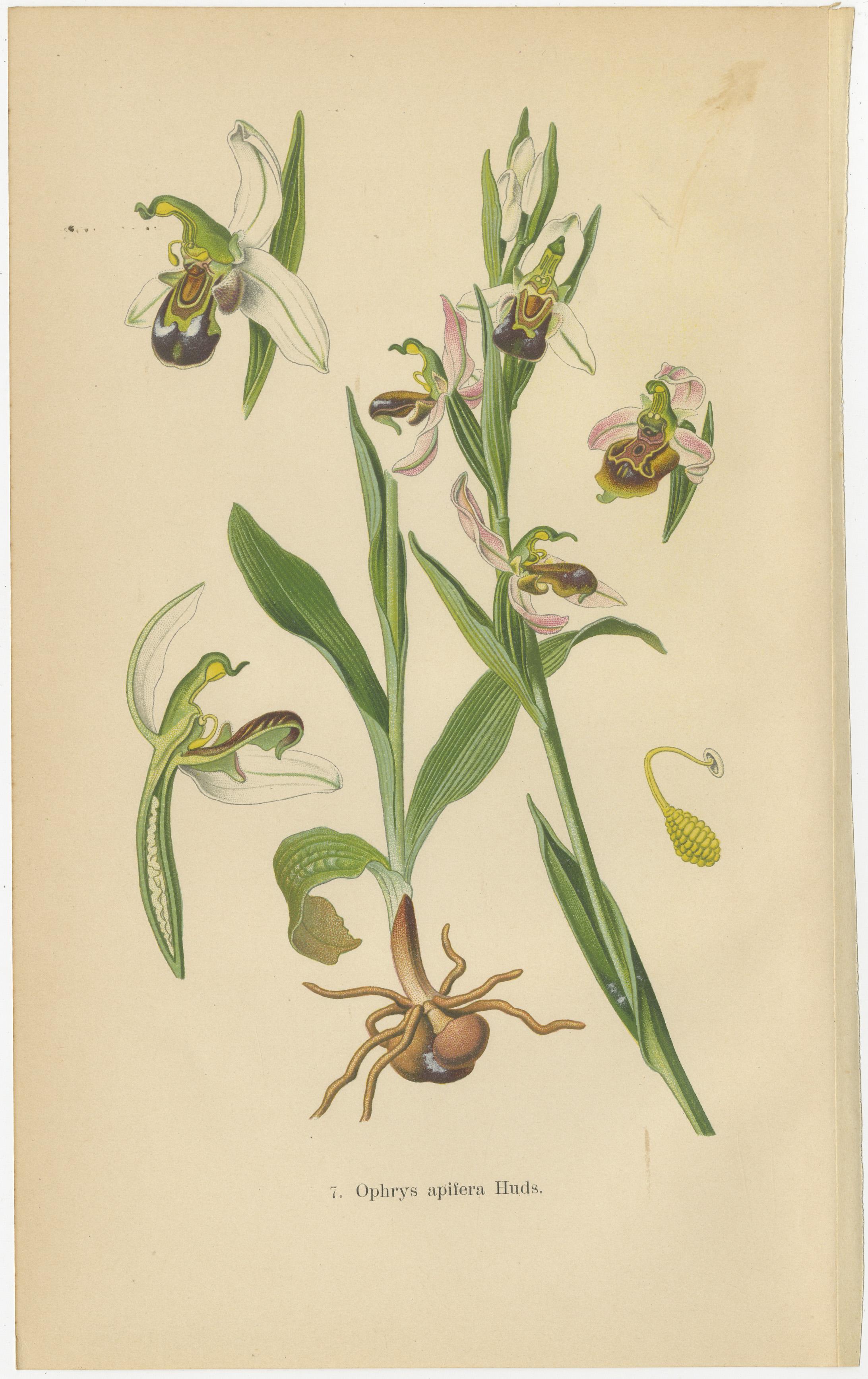 Paper Orchid Variations: A Study of Ophrys Species in 1904 Illustrations For Sale
