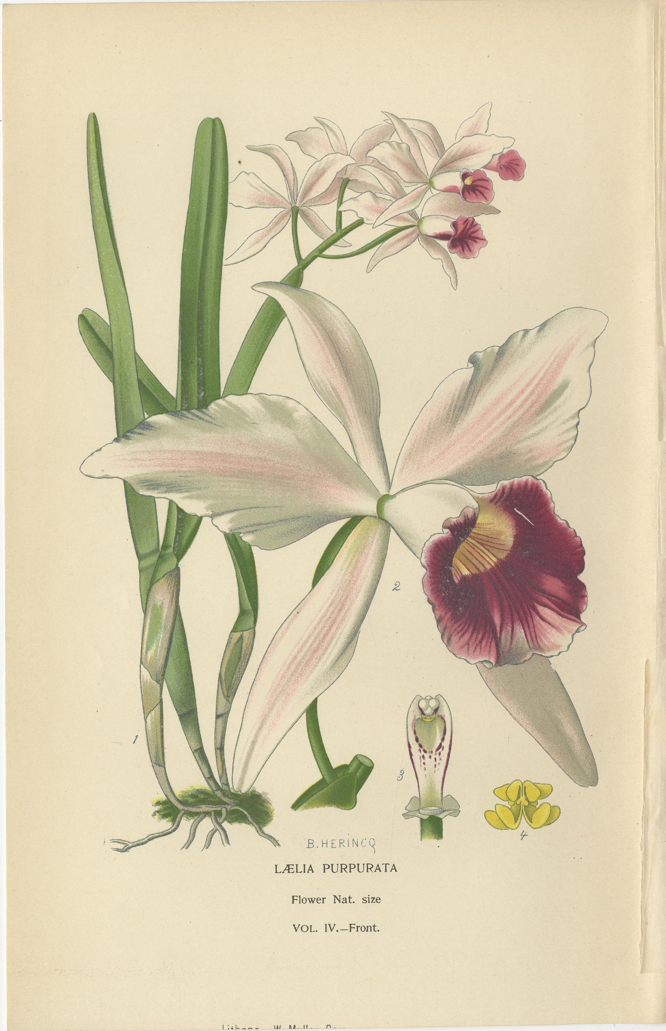 Orquídeas y Pino de Norfolk - Conjunto de 3 Litografías Botánicas Antiguas 1897 Inglés en venta