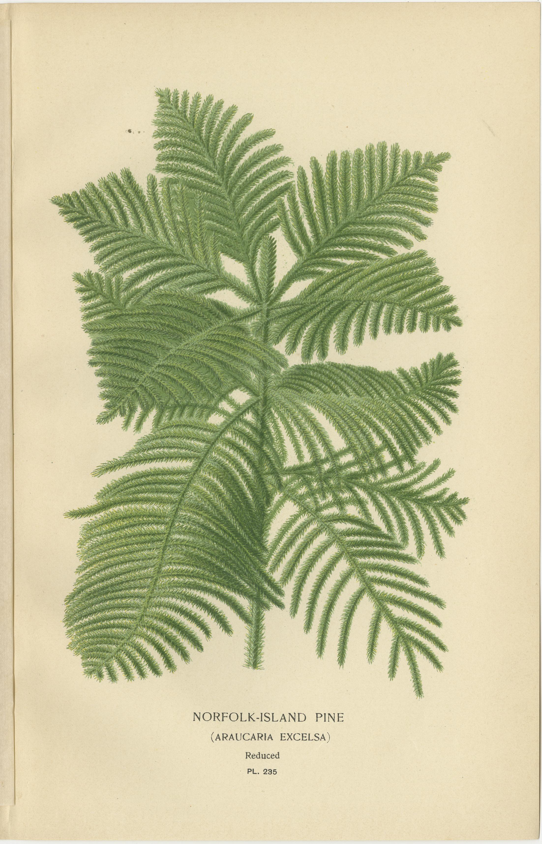 Orquídeas y Pino de Norfolk - Conjunto de 3 Litografías Botánicas Antiguas 1897 en Bueno estado para la venta en Langweer, NL