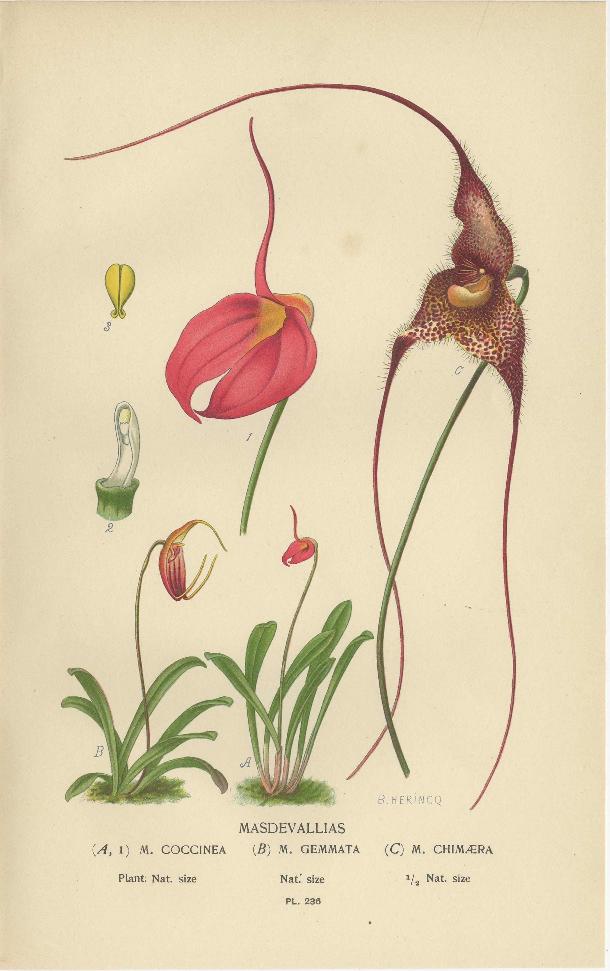 Orquídeas y Pino de Norfolk - Conjunto de 3 Litografías Botánicas Antiguas 1897 siglo XIX en venta