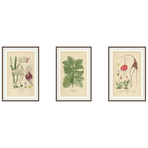 Orchids & Norfolk Pine – Set of 3 Antique Botanical Lithographs 1897