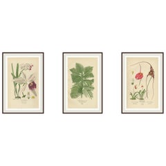 Orquídeas y Pino de Norfolk - Conjunto de 3 Litografías Botánicas Antiguas 1897