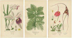 Orchids & Norfolk Pine – Set of 3 Antique Botanical Lithographs 1897