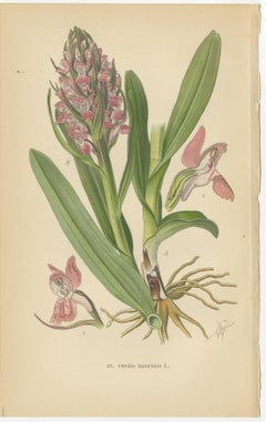 Orchids of Germany and Adjacent Regions: A Visual Archive, 1904