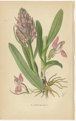Orchids of Germany and Adjacent Regions: A Visual Archive, 1904, view 2