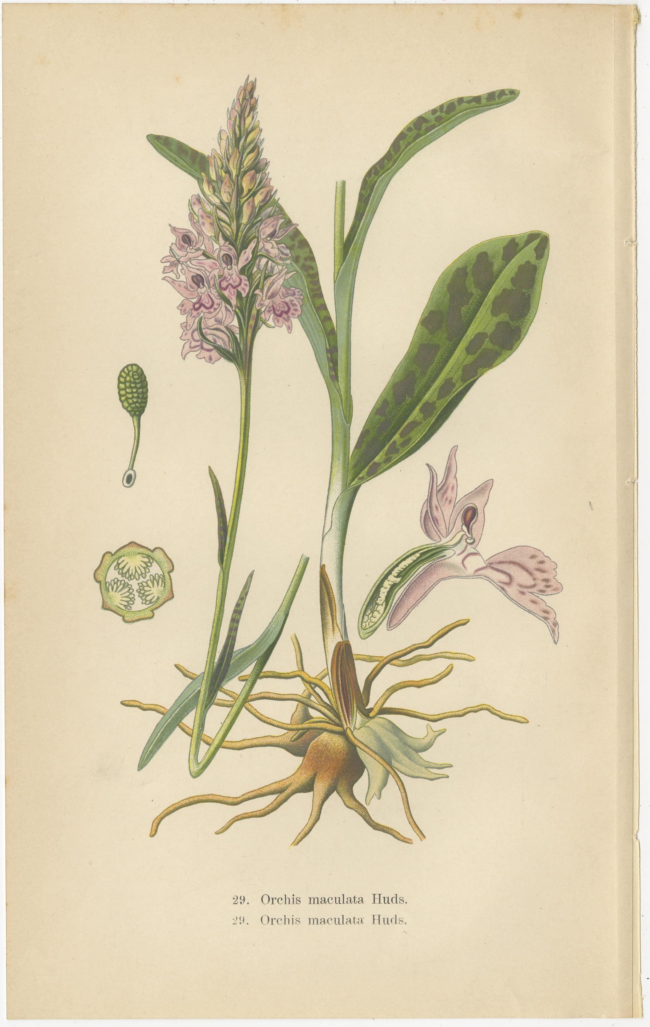 Orchids of Germany and Adjacent Regions: A Visual Archive, 1904 In Good Condition For Sale In Langweer, NL