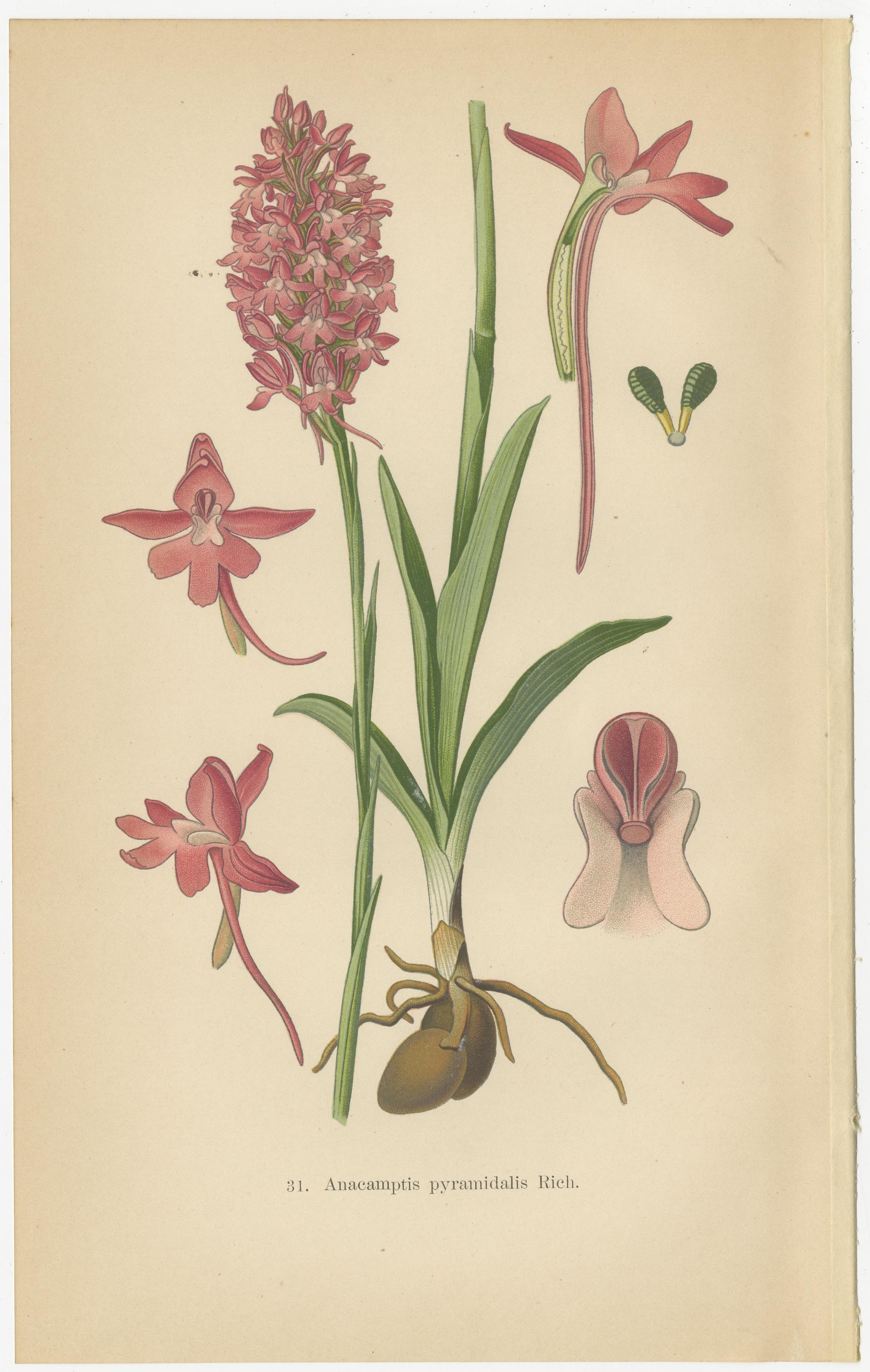 Early 20th Century Orchids of Germany and Adjacent Regions: A Visual Archive, 1904 For Sale