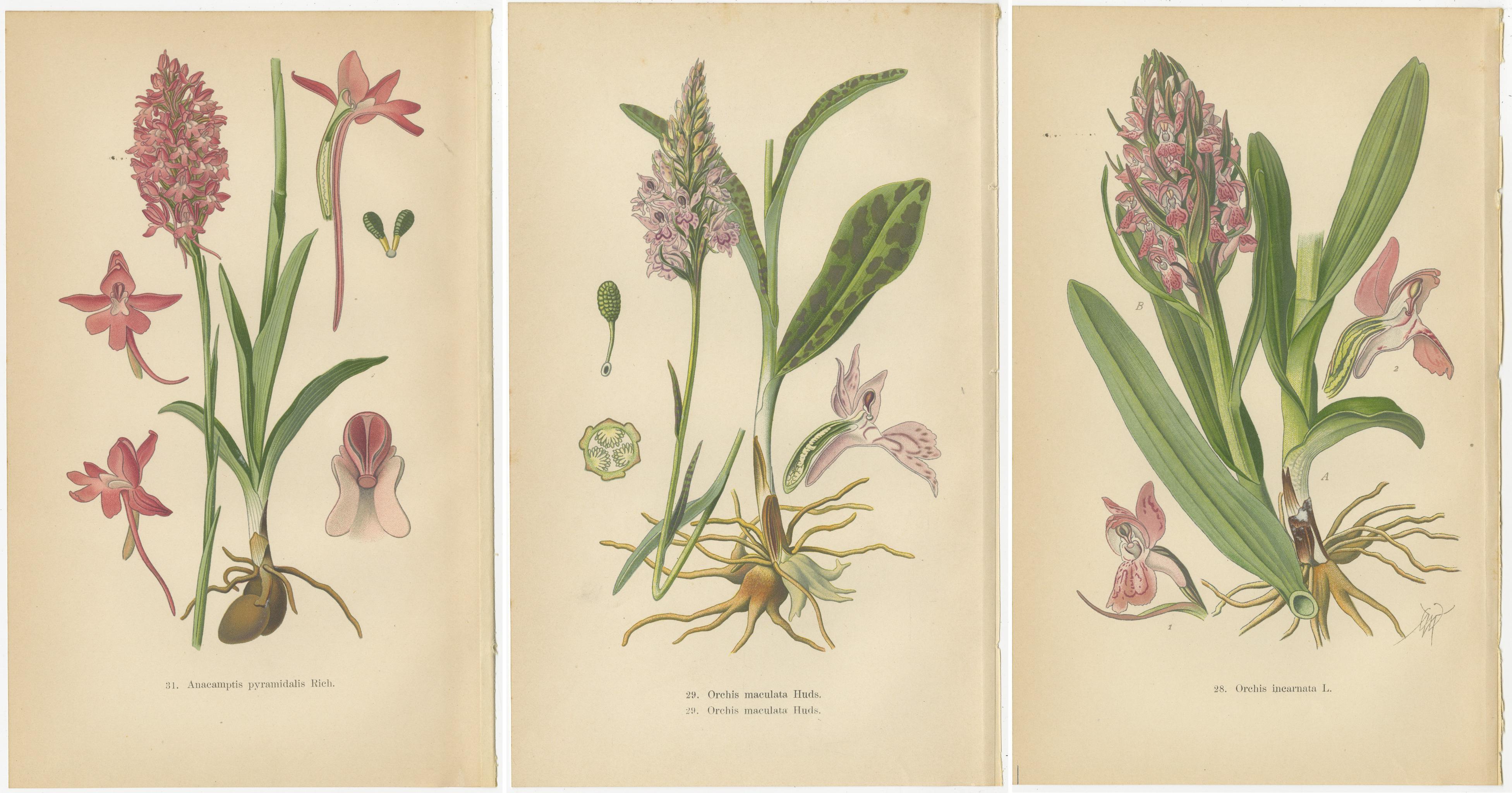 Paper Orchids of Germany and Adjacent Regions: A Visual Archive, 1904 For Sale
