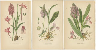 Orchids of Germany and Adjacent Regions: A Visual Archive, 1904, view 5