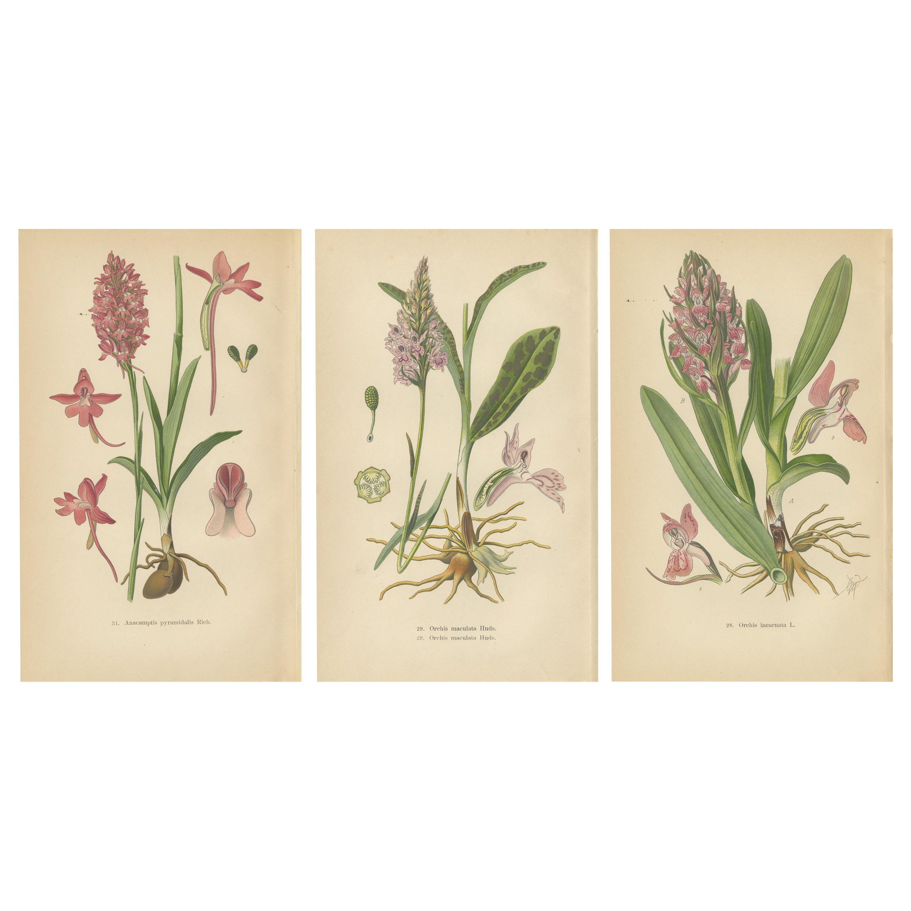 Orchideen Deutschlands und angrenzender Gebiete: Ein visuelles Archiv, 1904