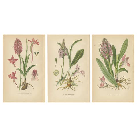Orchids of Germany and Adjacent Regions: A Visual Archive, 1904