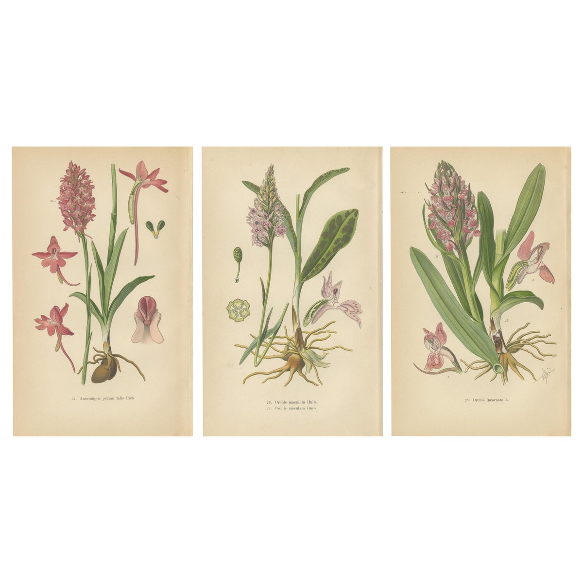 Orchids of Germany and Adjacent Regions: A Visual Archive, 1904
