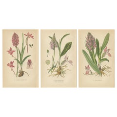 Orchideen Deutschlands und angrenzender Gebiete: Ein visuelles Archiv, 1904