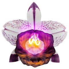 Orchis Exotica Cattleya Amethyst, Unique Glass & Neon Orchid by Laura Hart