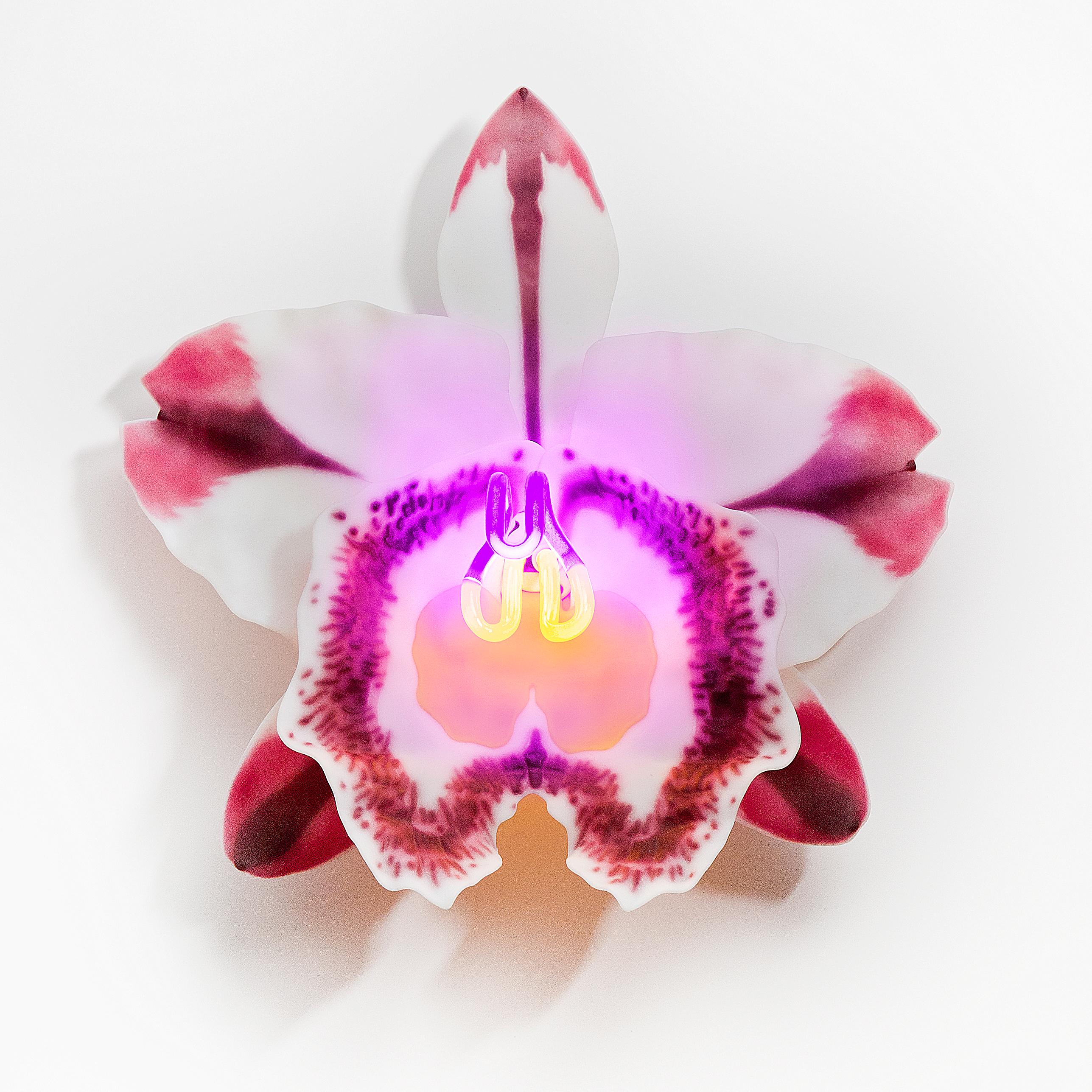 Orchis Exotica Cattleya Pink Striker is a unique glass and neon sculptural wall-mounted orchid by the British artist Laura Hart. 

The Orchis Exotica Collection are created from 6 components/petals ( each handmade and fused & slumped glass) which