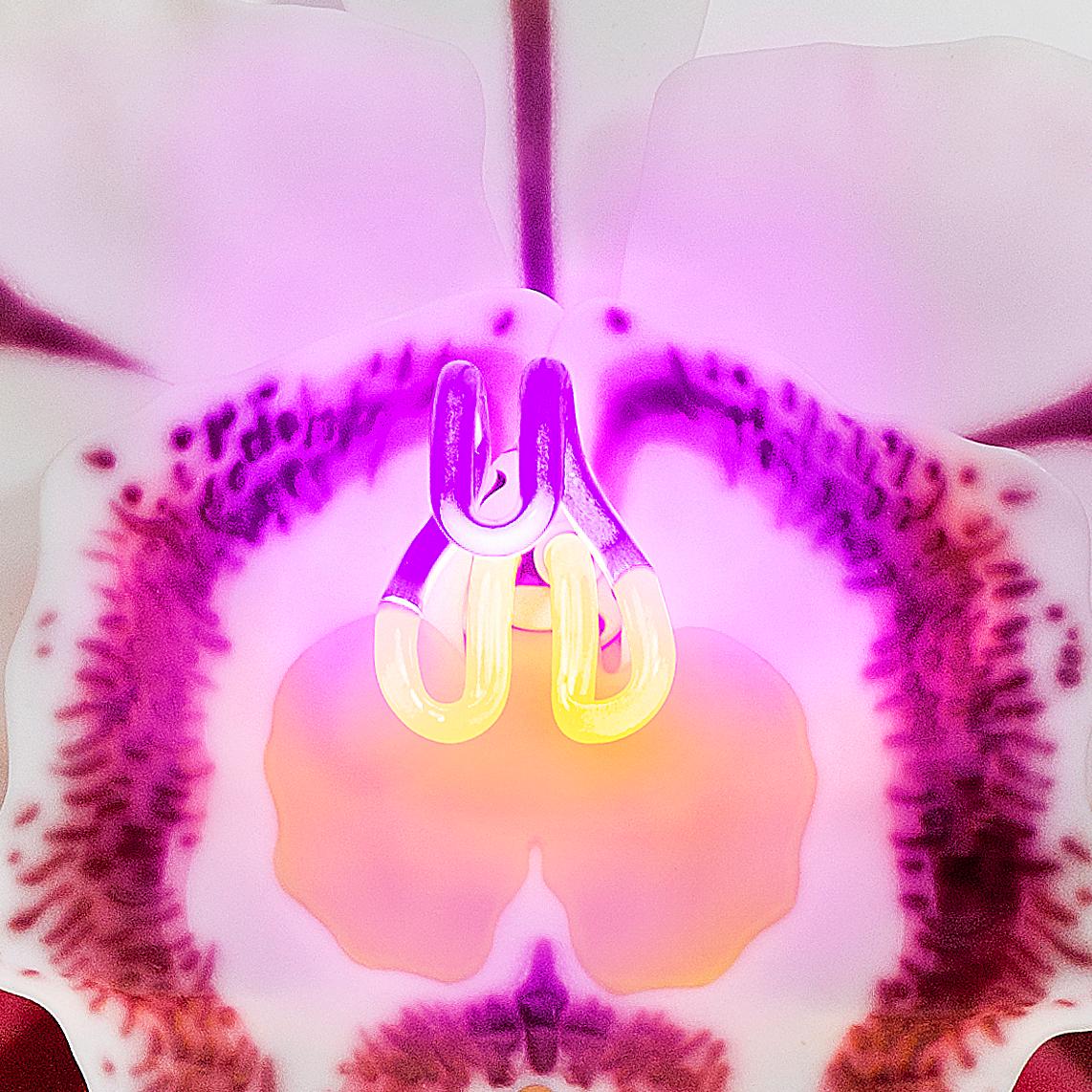 Organic Modern Orchis Exotica Cattleya Pink Striker, a Glass & Neon Glass Orchid by Laura Hart