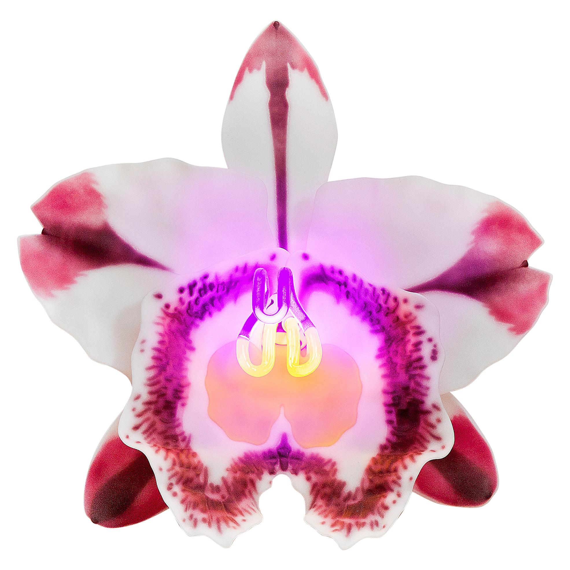 Orchis Exotica Cattleya Pink Striker, a Glass & Neon Glass Orchid by Laura Hart