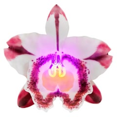 Orchis Exotica Cattleya Pink Striker, a Glass & Neon Glass Orchid by Laura Hart