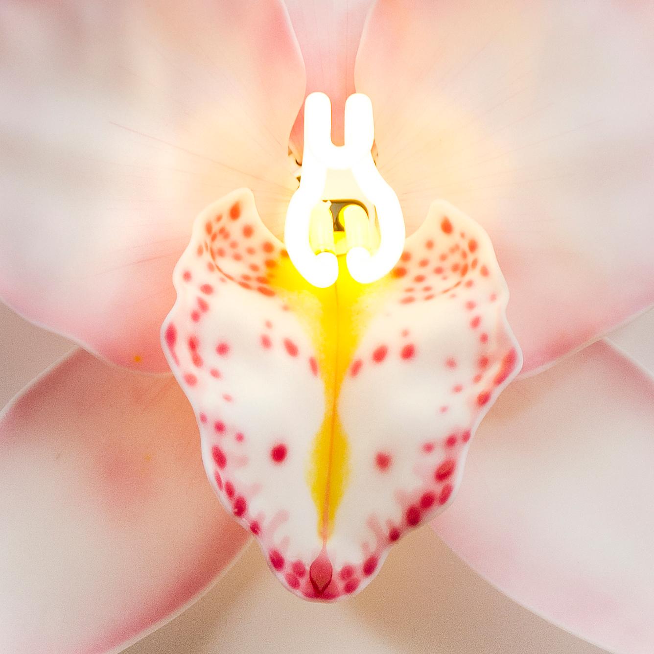 British Orchis Exotica Cymbidium Baby Pink, a Glass & Neon Orchid artwork by Laura Hart