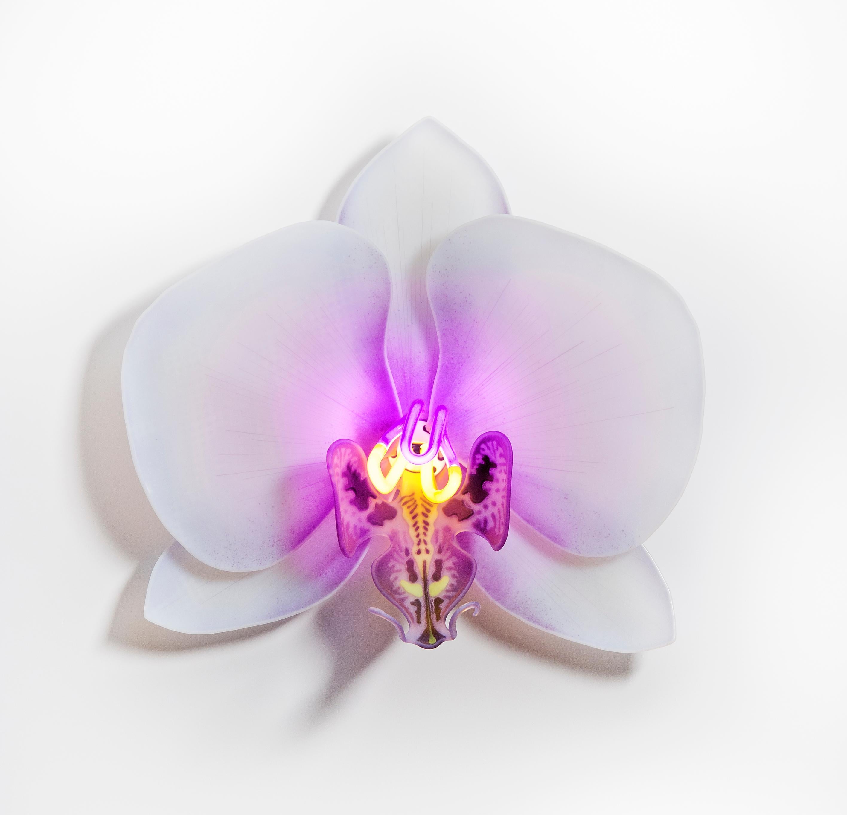 Orchis Exotica Phalaenopsis Violet is a unique glass & neon sculptural wall mounted orchid by the British artist Laura Hart.

The Orchis Exotica Collection are created from 6 components/petals ( each hand made and fused & slumped glass) which fit