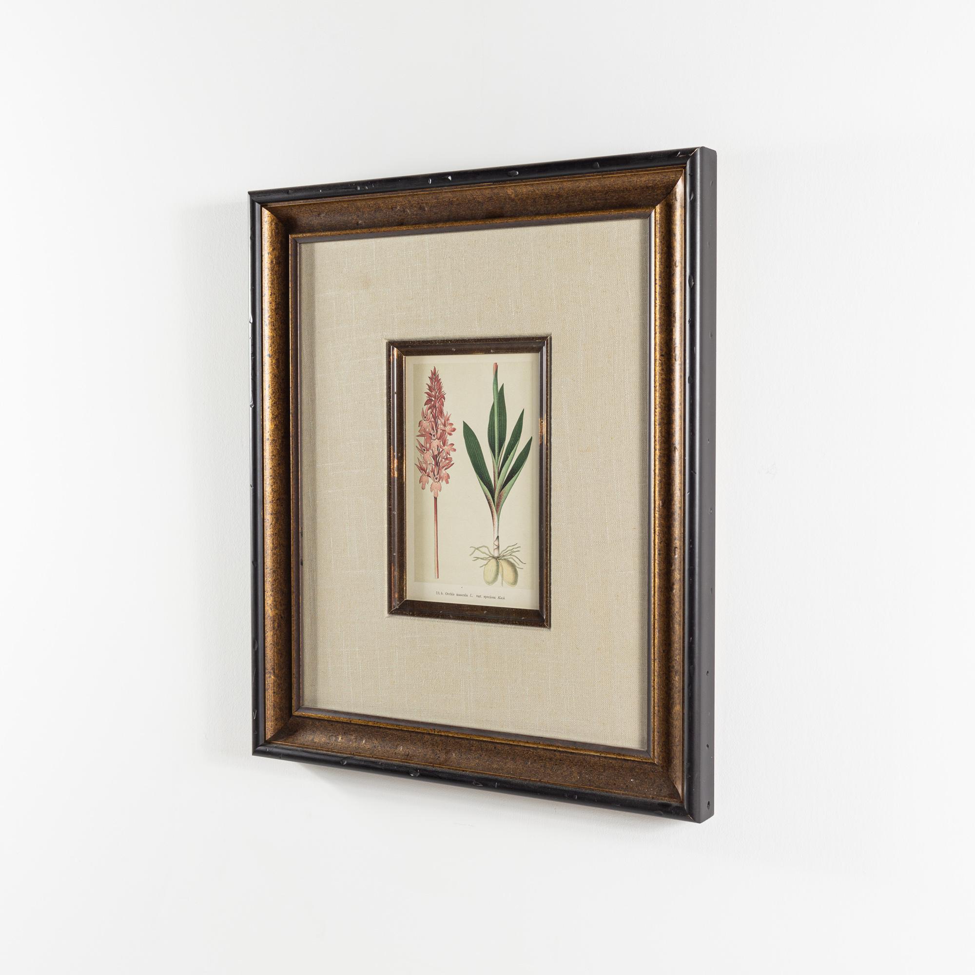 botanical print framed