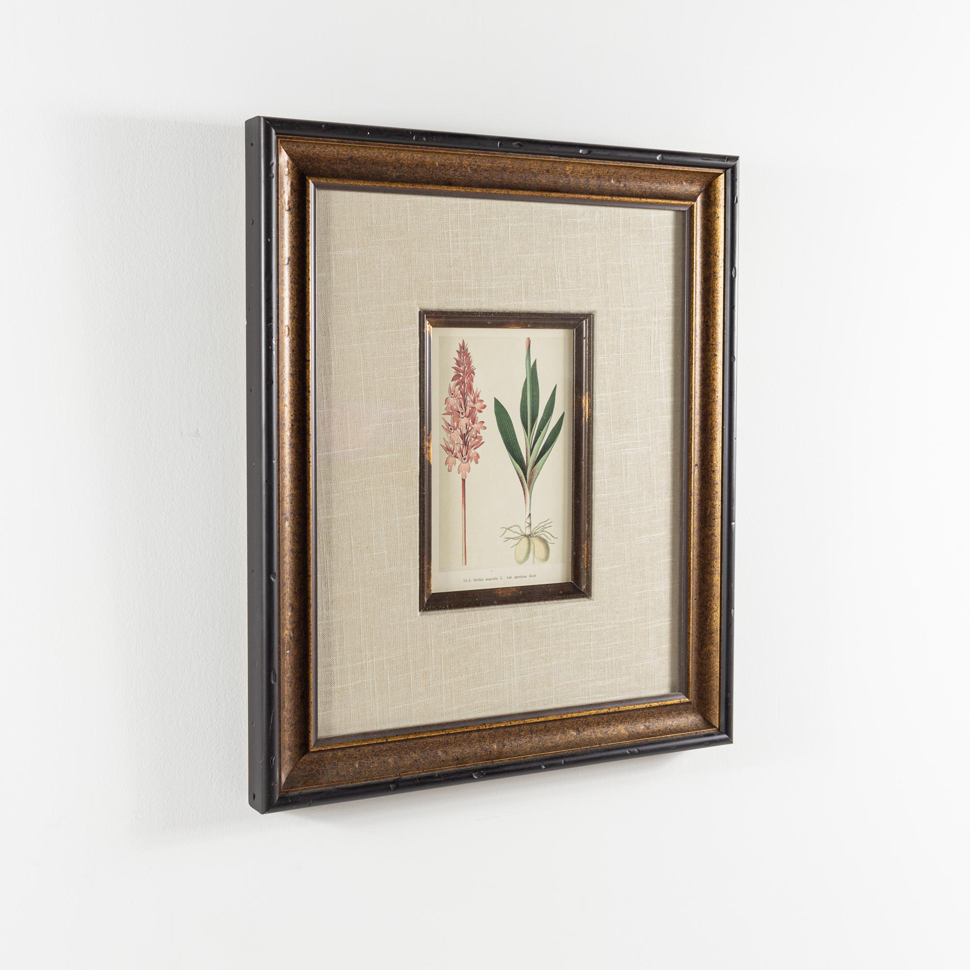 Modern Orchis Mascula Flower Botanical Framed Print For Sale