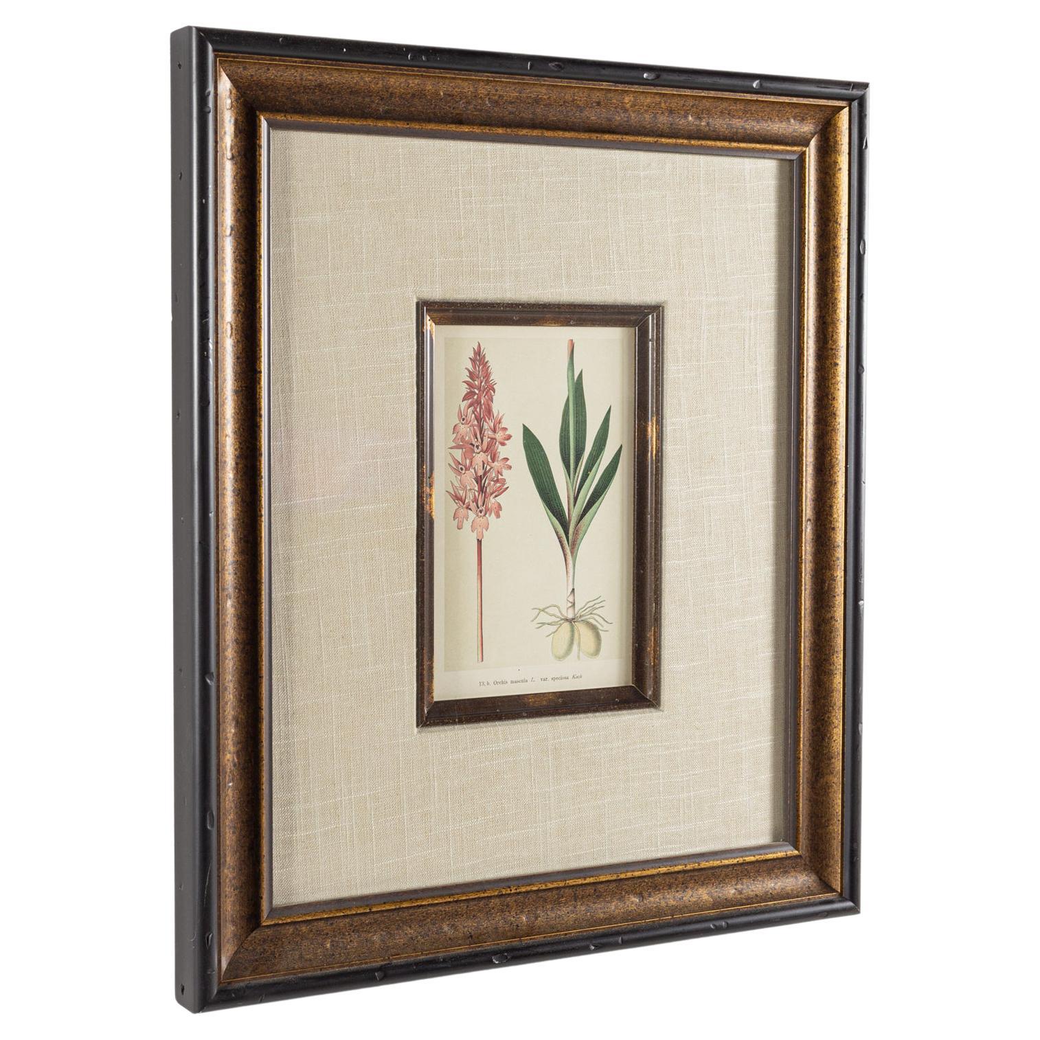 Orchis Mascula Flower Botanical Framed Print For Sale