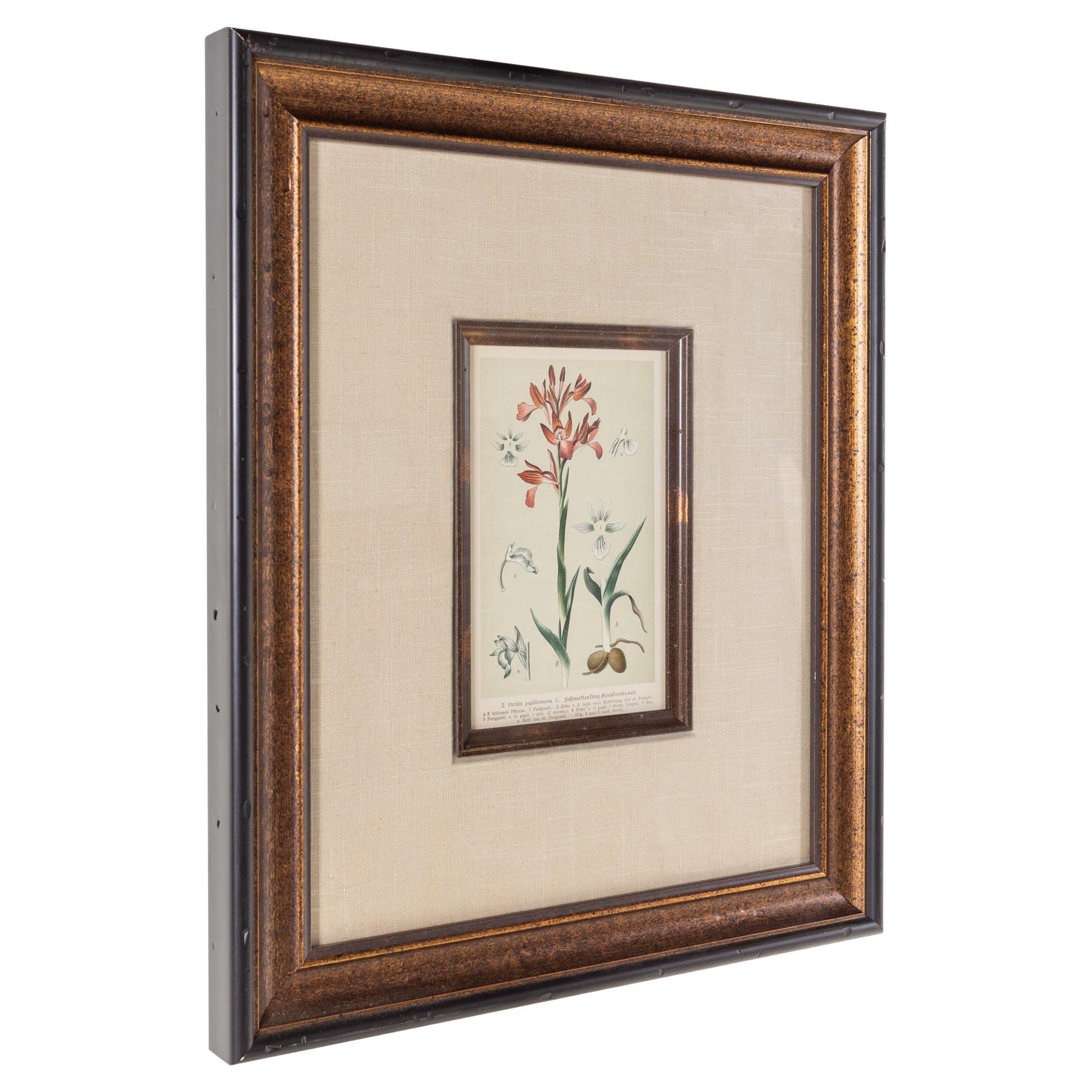 SOLD 08/14/23 Orchis Papilionacea Flower Botanical Framed Print