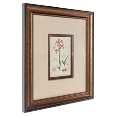 Orchis Papilionacea Flower Botanical Framed Print