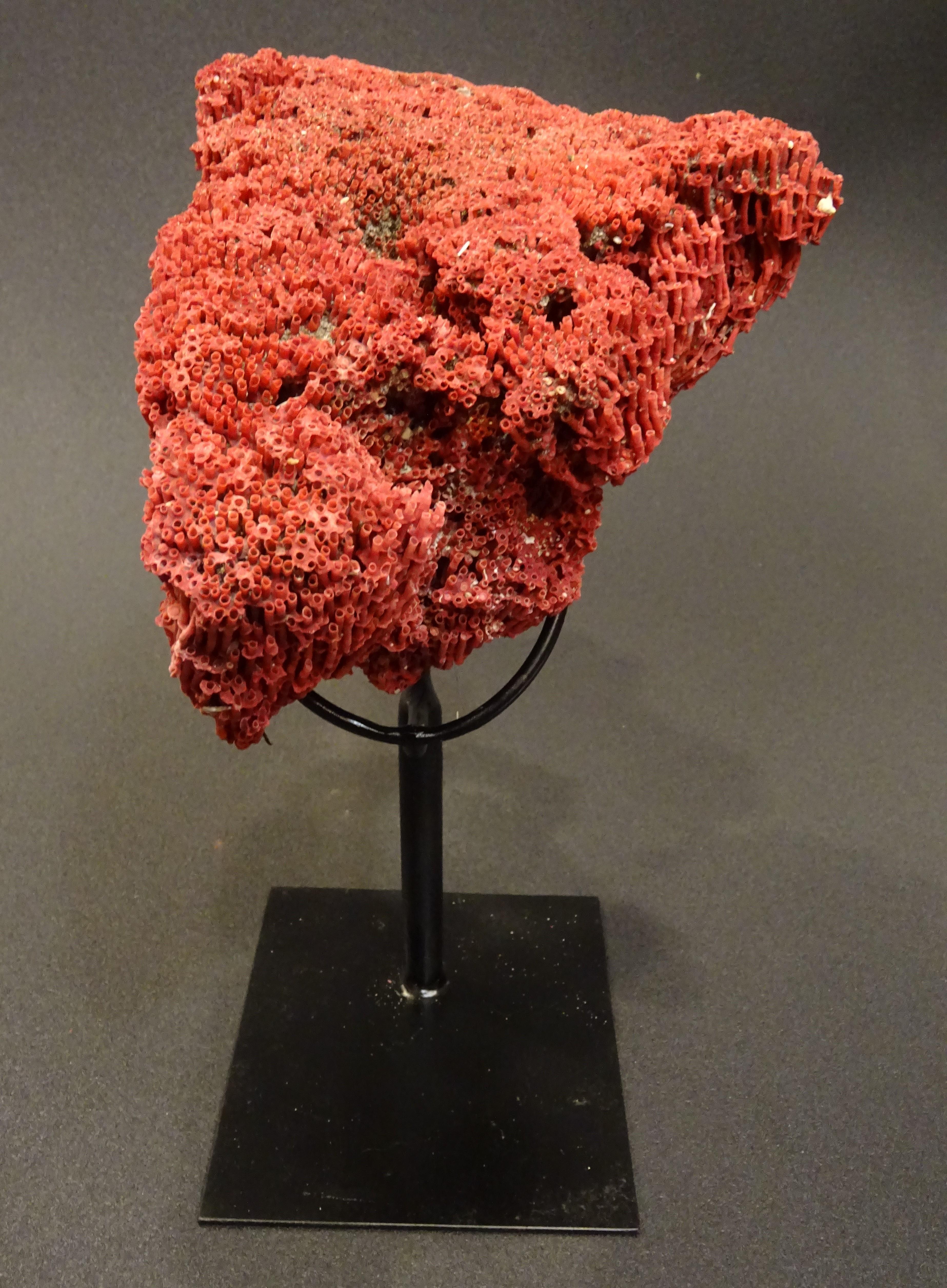 Organ Pipe Coral , 