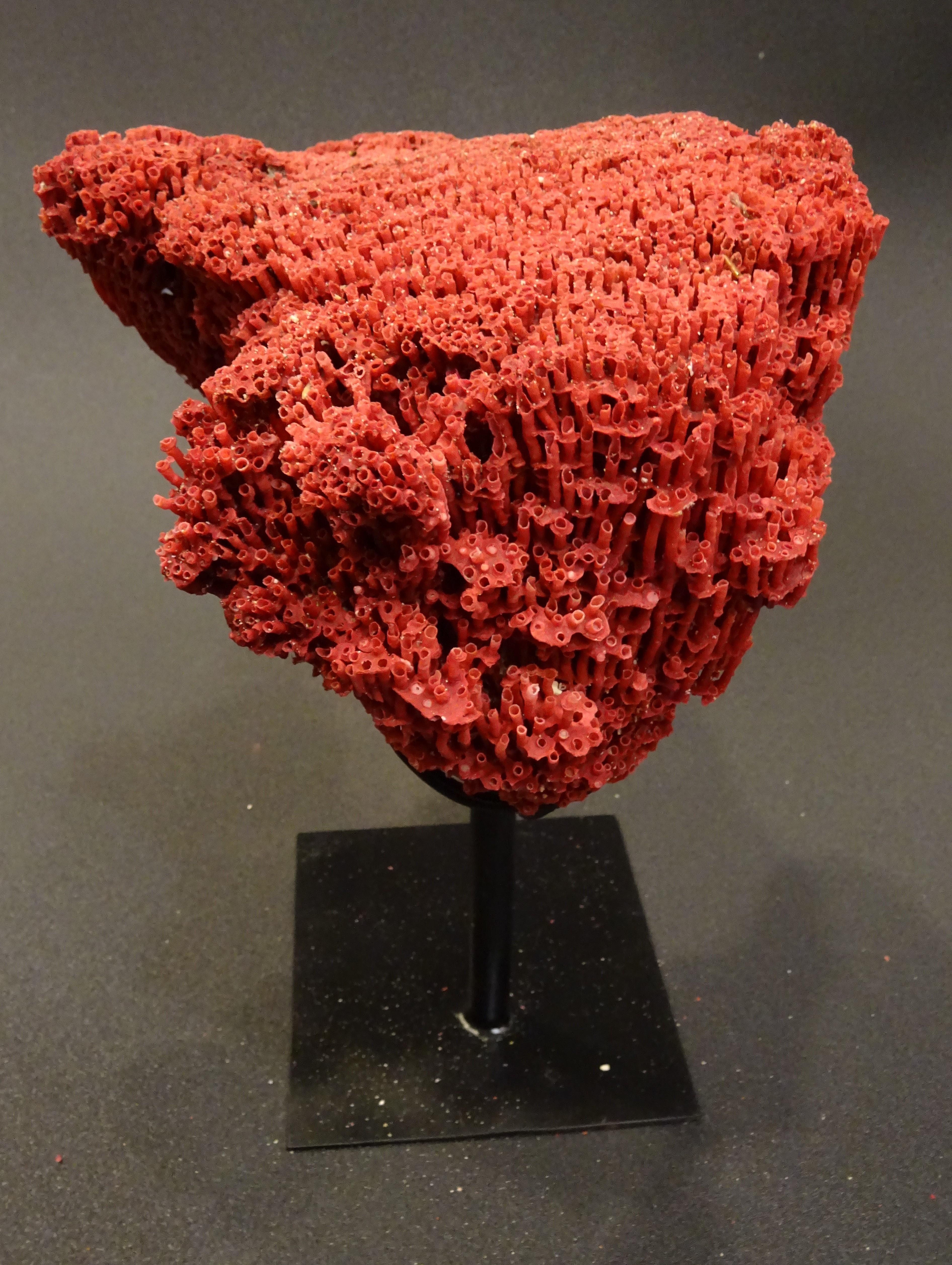 Organ Pipe Coral , 