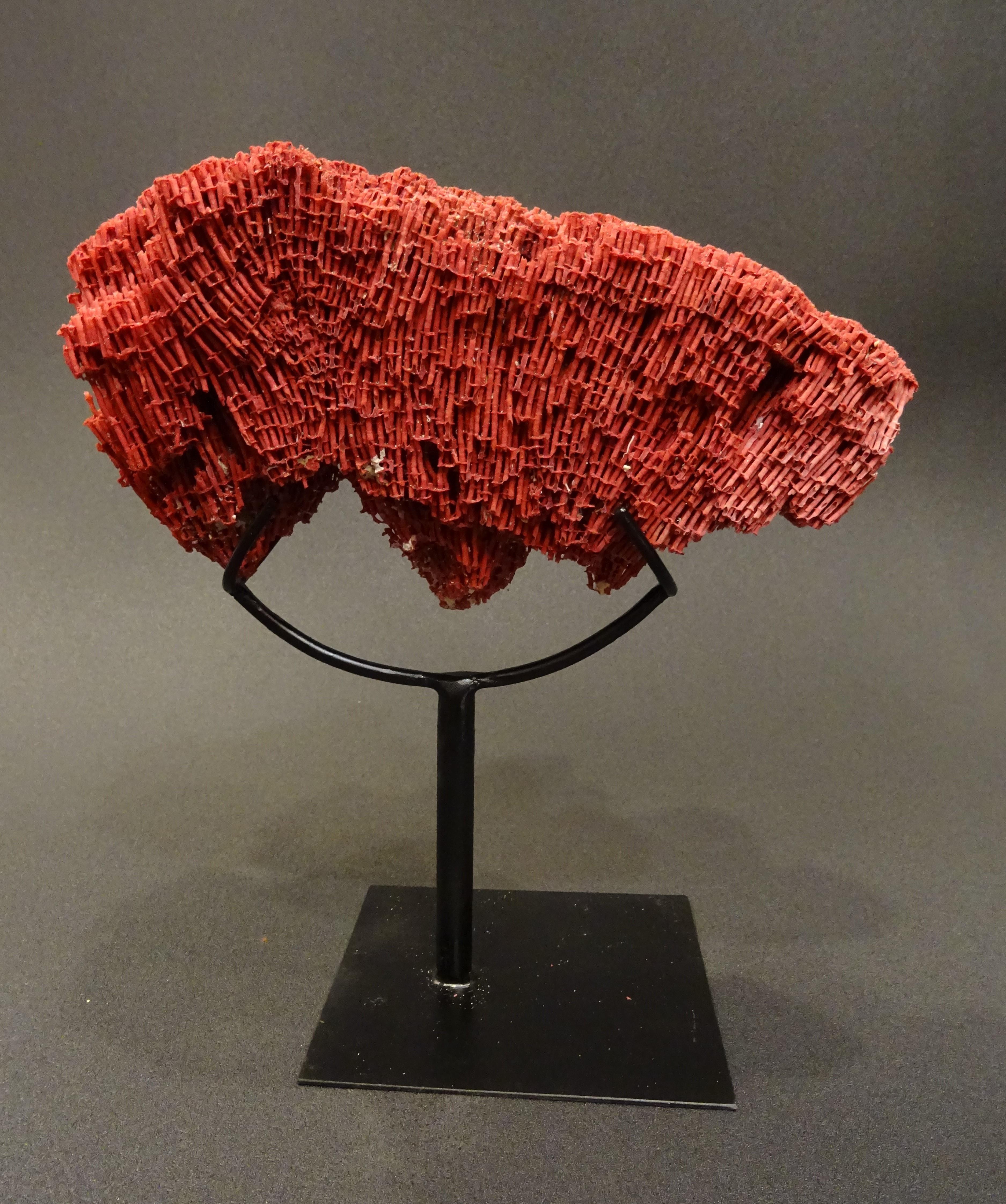 Hand-Crafted Organ Pipe Coral , 