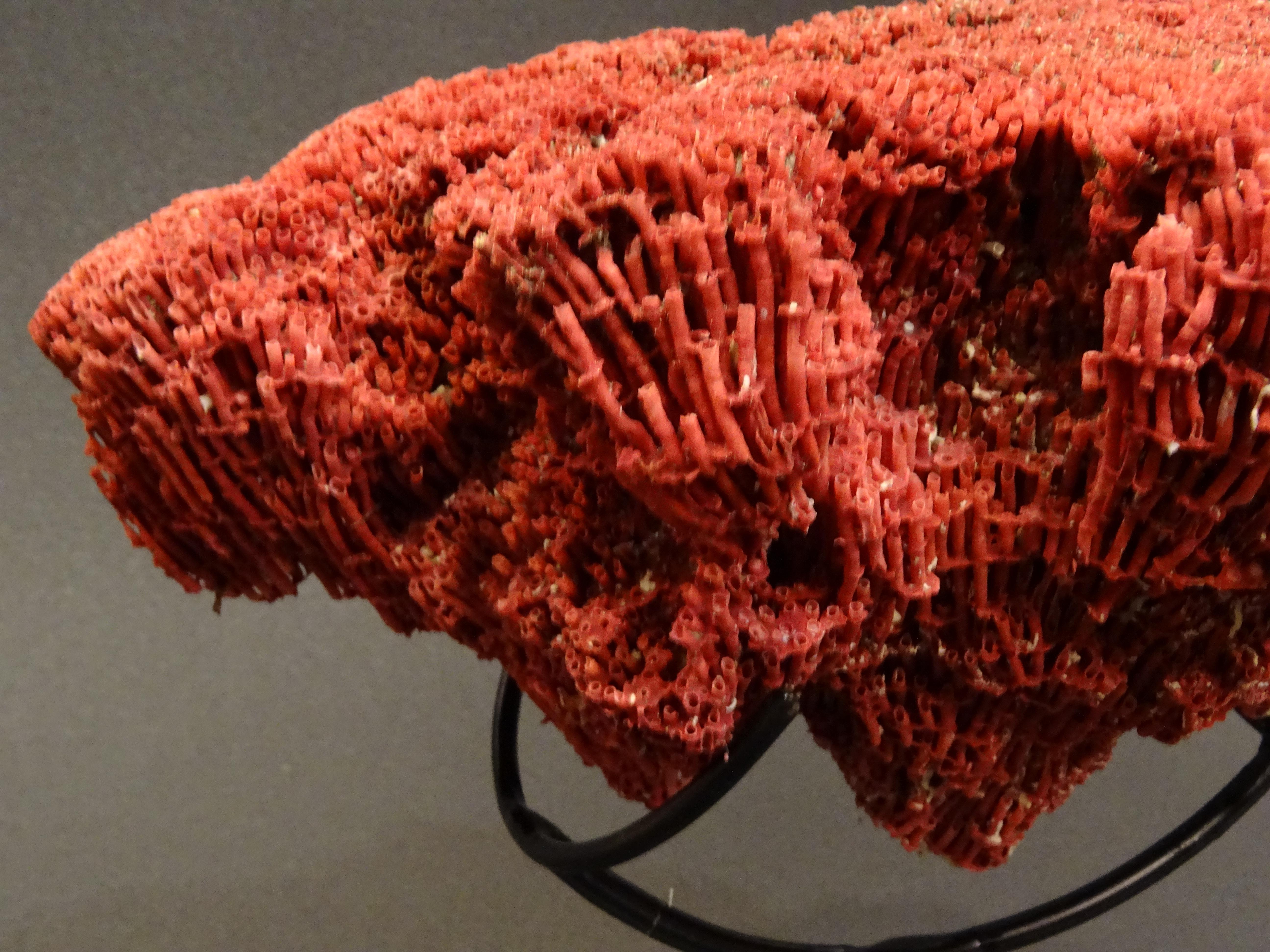 Late 20th Century Organ Pipe Coral , 