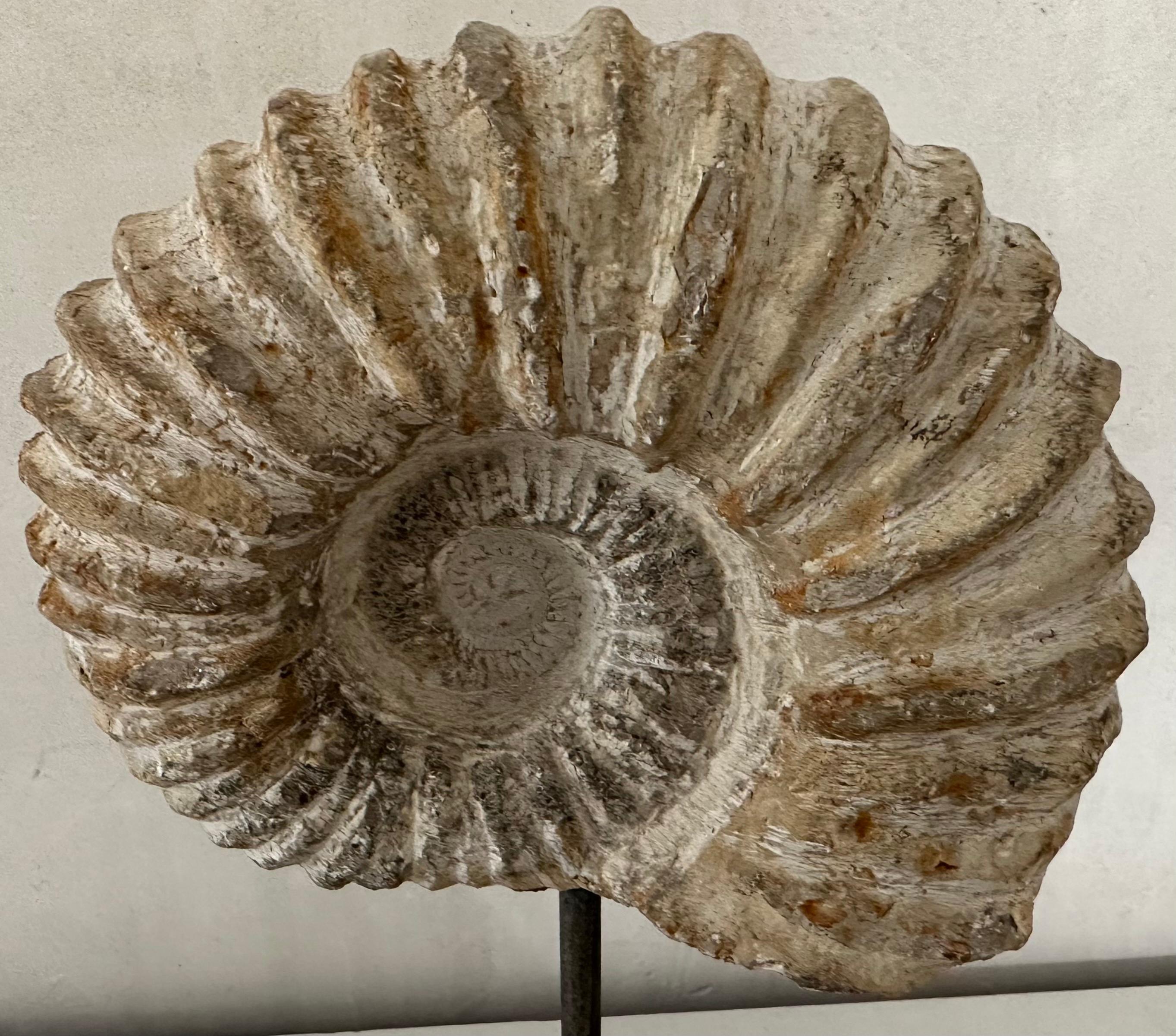 nautilus fossils