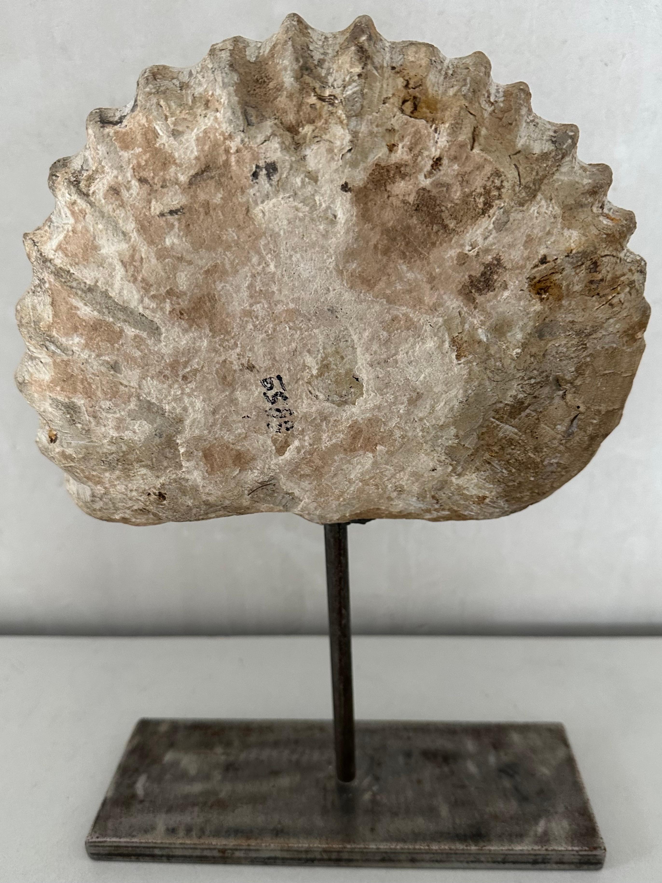 Moroccan Organic Ammonite Nautilus Fossil Sculpture