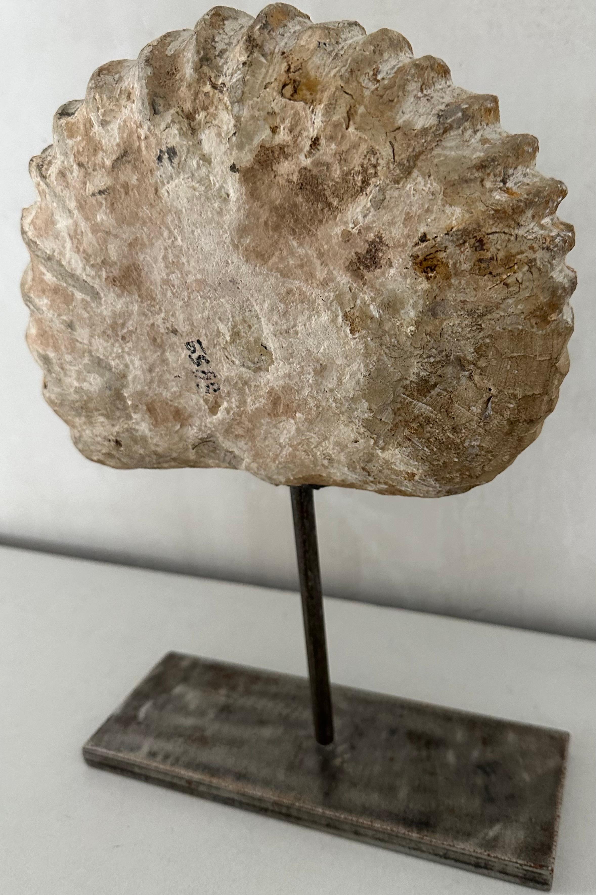 Escultura fósil orgánica Ammonite Nautilus siglo XVIII y antes