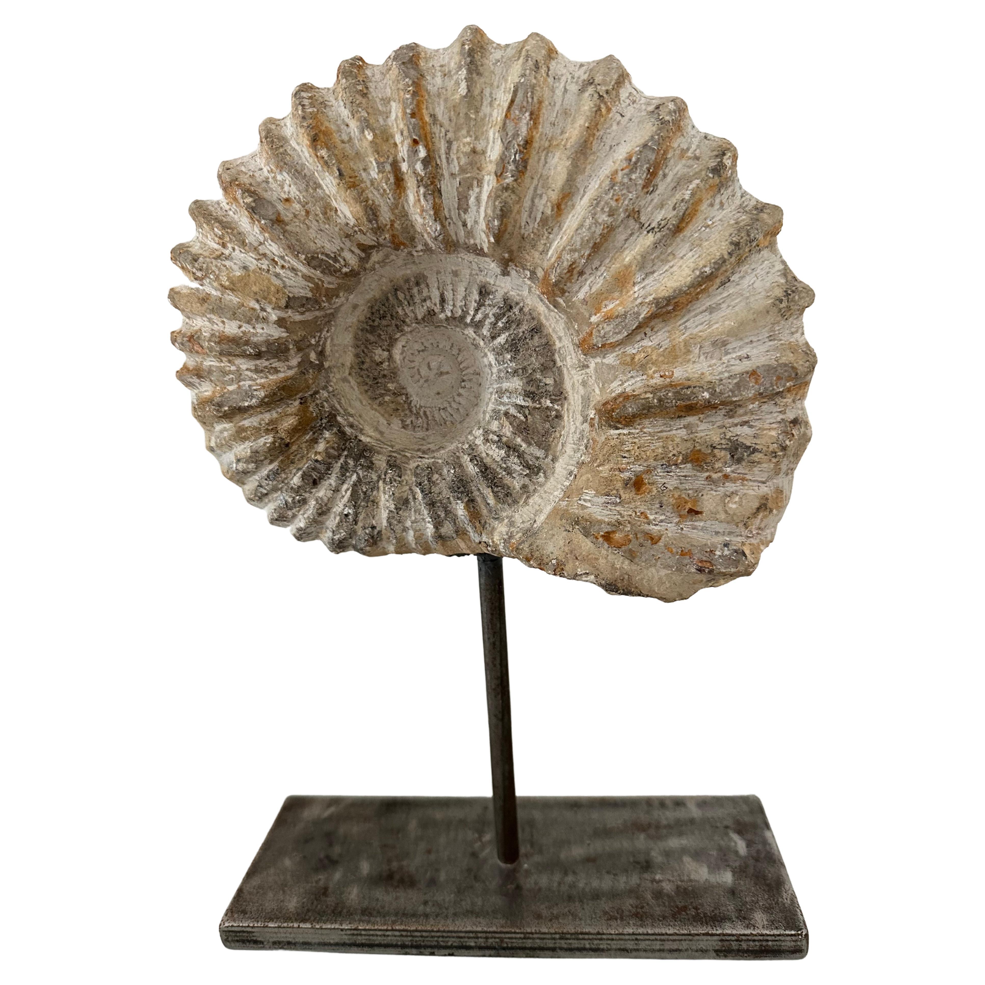 Organic Ammonite Nautilus Fossil Sculpture