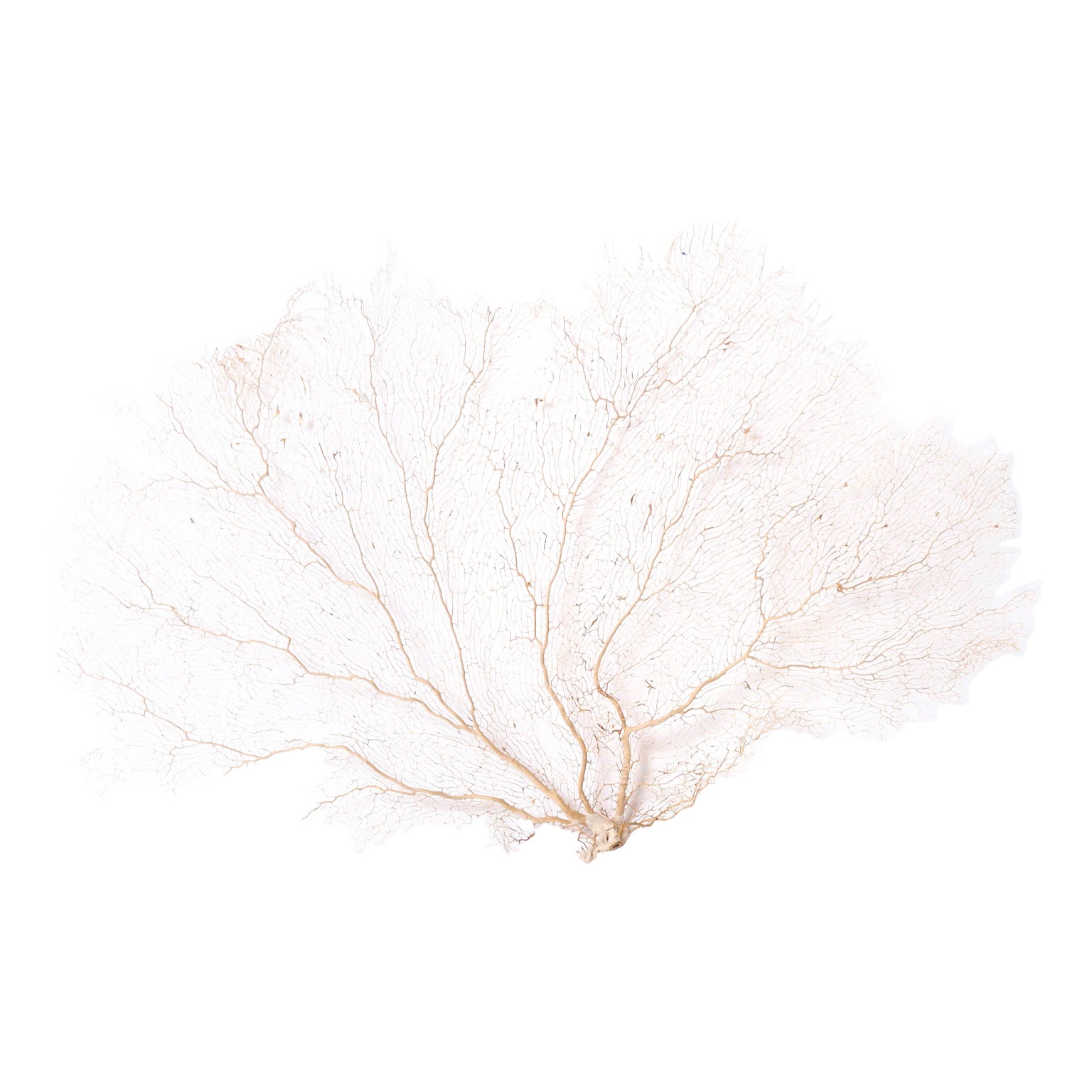 Organic Cream Sea Fan