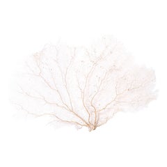Organic Cream Sea Fan