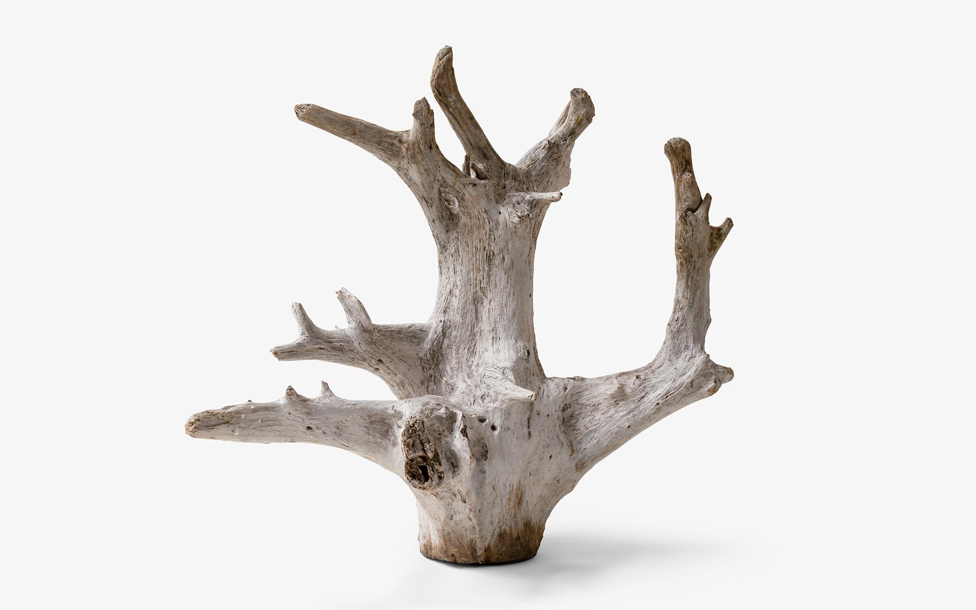decorative tree roots for sale