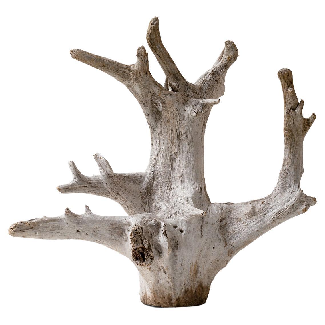 Organic Decorative Tree Root For Sale